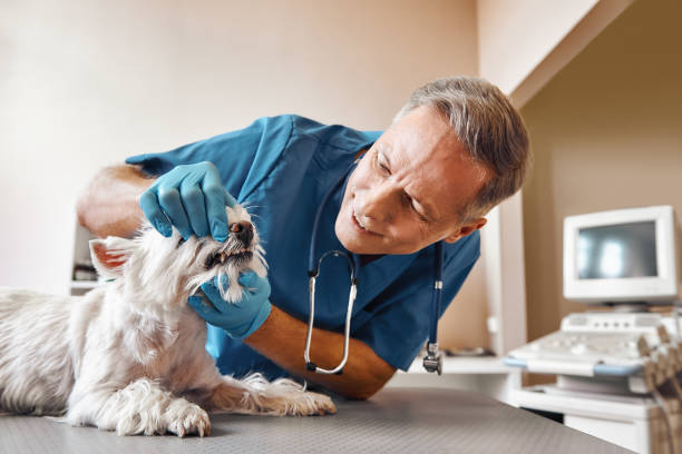 Best Emergency Root Canal Treatment in Summer Set, MO